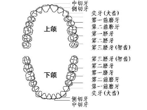 人有多少顆牙齒|認識牙齒